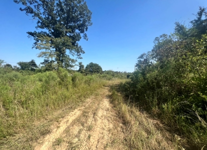 40 Acres Land for Sale Morehouse Parish, LA - image 19