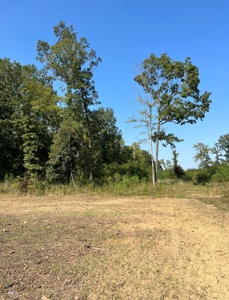 40 Acres Land for Sale Morehouse Parish, LA - image 20