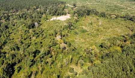 40 Acres Land for Sale Morehouse Parish, LA - image 3