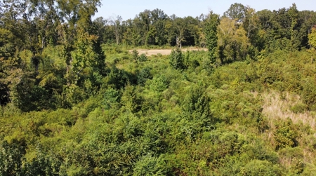 40 Acres Land for Sale Morehouse Parish, LA - image 9