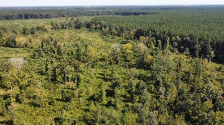 40 Acres Land for Sale Morehouse Parish, LA - image 2