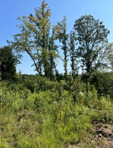 40 Acres Land for Sale Morehouse Parish, LA - image 22