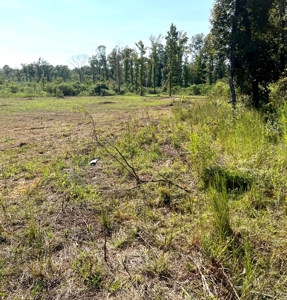 40 Acres Land for Sale Morehouse Parish, LA - image 14