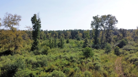 40 Acres Land for Sale Morehouse Parish, LA - image 7