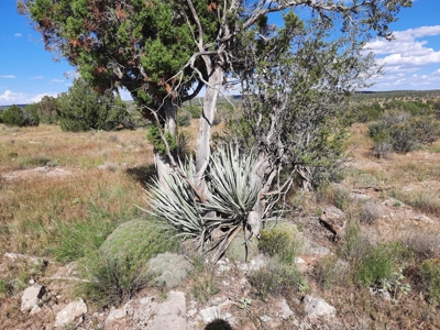 Remote 10 acre off grid parcel backs state land - image 10