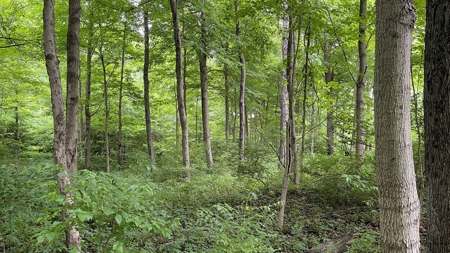 Highland County Ohio land for sale. - image 31