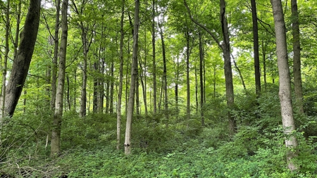 Highland County Ohio land for sale. - image 30