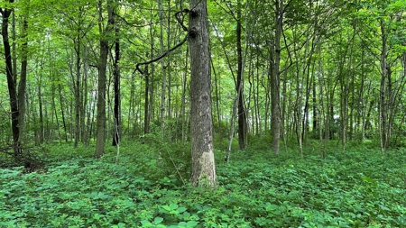 Highland County Ohio land for sale. - image 34