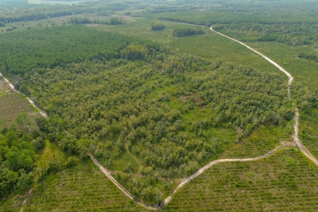 North Florida Hunting Land For Sale In Alachua County - image 21