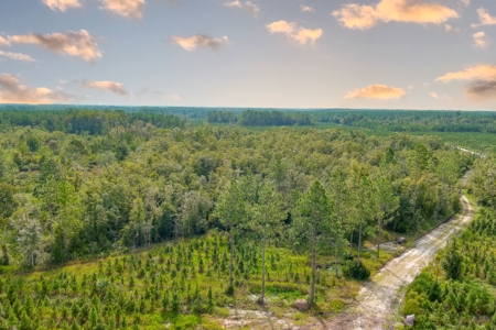 North Florida Hunting Land For Sale In Alachua County - image 6