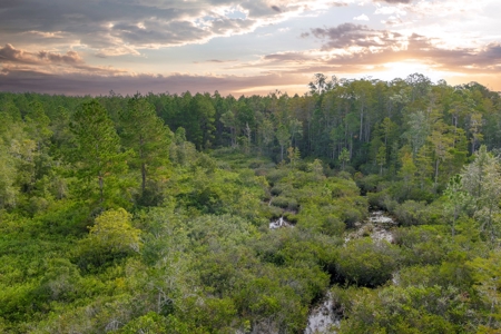 North Florida Hunting Land For Sale In Alachua County - image 7