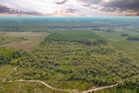 North Florida Hunting Land For Sale In Alachua County - image 20