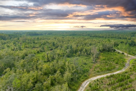 North Florida Hunting Land For Sale In Alachua County - image 10