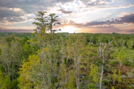 North Florida Hunting Land For Sale In Alachua County - image 1