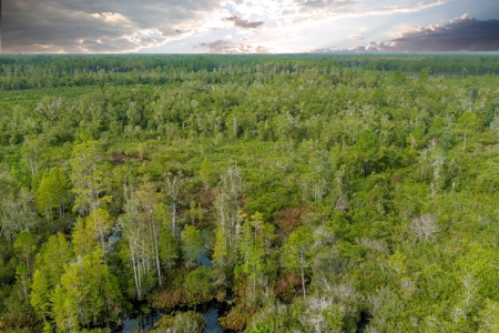 North Florida Hunting Land For Sale In Alachua County - image 8
