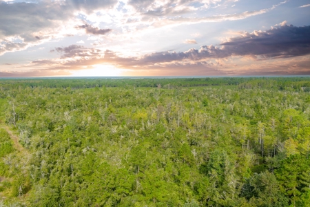 North Florida Hunting Land For Sale In Alachua County - image 3