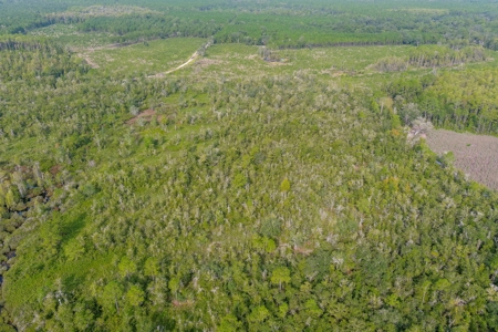 North Florida Hunting Land For Sale In Alachua County - image 16