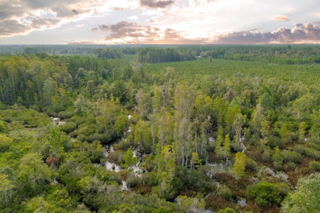 North Florida Hunting Land For Sale In Alachua County - image 13