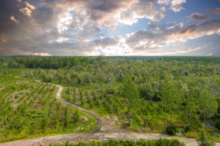 North Florida Hunting Land For Sale In Alachua County - image 14