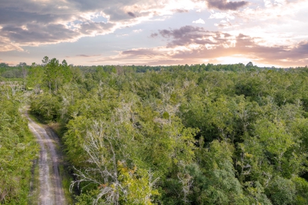 North Florida Hunting Land For Sale In Alachua County - image 24