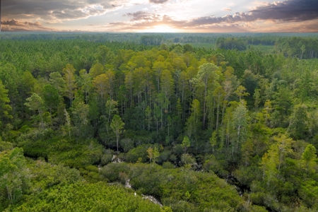 North Florida Hunting Land For Sale In Alachua County - image 9