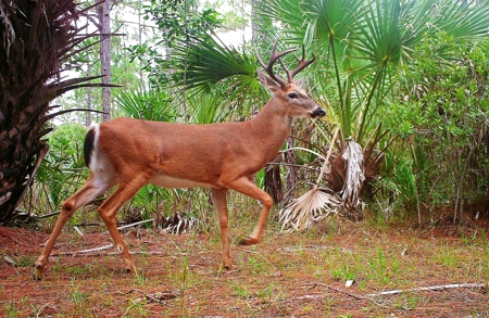 North Florida Hunting Land For Sale In Alachua County - image 2