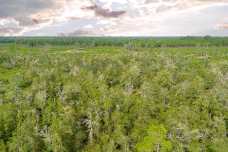 North Florida Hunting Land For Sale In Alachua County - image 11