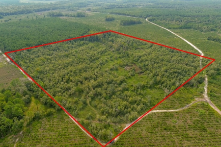 North Florida Hunting Land For Sale In Alachua County - image 4