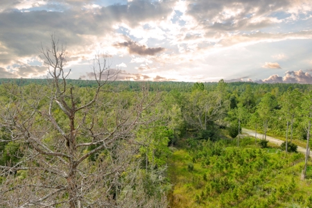 North Florida Hunting Land For Sale In Alachua County - image 18