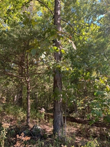 Getaway Cabin In Newton County Arkansas - image 31