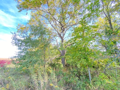 110+/- Acres, Caldwell County, MO - image 19