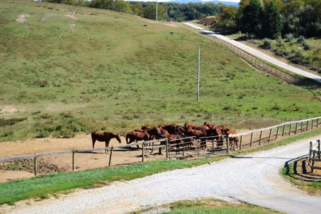 83 Acre horse farm with barn and residence Wytheville, VA - image 17
