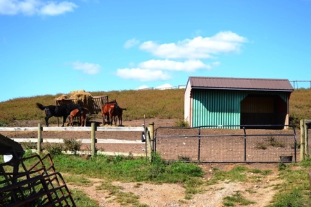 83 Acre horse farm with barn and residence Wytheville, VA - image 47