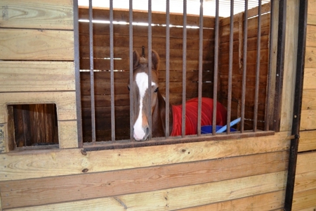 83 Acre horse farm with barn and residence Wytheville, VA - image 14