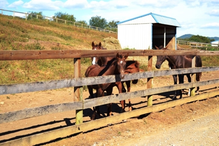 83 Acre horse farm with barn and residence Wytheville, VA - image 19