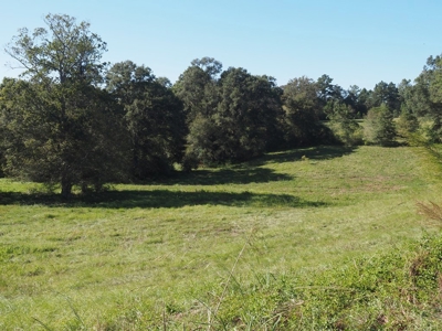 Pastureland 35 acres with 2 ponds SW Mississippi - image 20