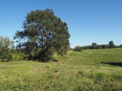 Pastureland 35 acres with 2 ponds SW Mississippi - image 7