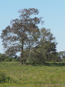 Pastureland 35 acres with 2 ponds SW Mississippi - image 21