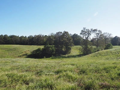 Pastureland 35 acres with 2 ponds SW Mississippi - image 4