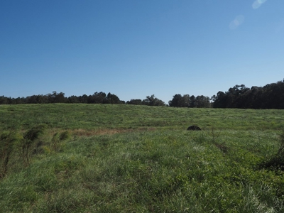 Pastureland 35 acres with 2 ponds SW Mississippi - image 15