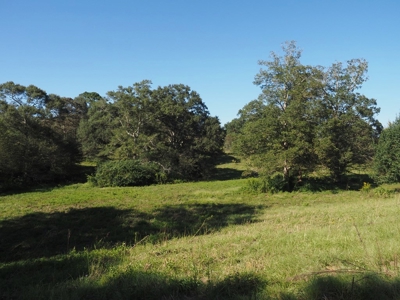 Pastureland 35 acres with 2 ponds SW Mississippi - image 5