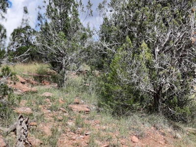 Very Secluded - image 7