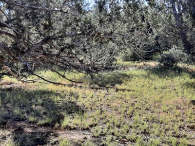 Very Secluded Northern Az Mountain Cabin On 38.7 Acres - image 9