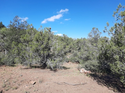Very Secluded Northern Az Mountain Cabin On 38.7 Acres - image 4