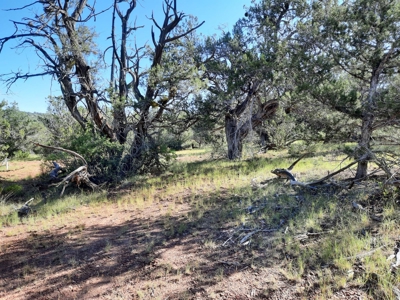 Very Secluded Northern Az Mountain Cabin On 38.7 Acres - image 7