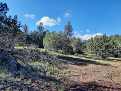Very Secluded Northern Az Mountain Cabin On 38.7 Acres - image 3