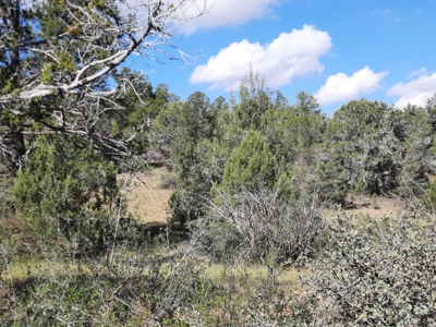 Very Secluded Northern Az Mountain Cabin On 38.7 Acres - image 13