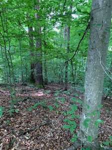 East TN Lot for Sale Gated Community on Cherokee Lake - image 5