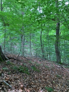East TN Lot for Sale Gated Community on Cherokee Lake - image 6