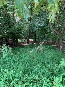 East TN Lot for Sale Gated Community on Cherokee Lake - image 10